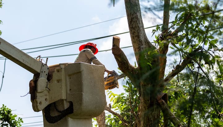 A professional chopping down a tree with a saw in Augusta, GA.