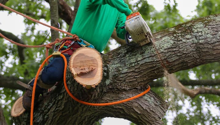 A tree being trimmed in Augusta, GA.