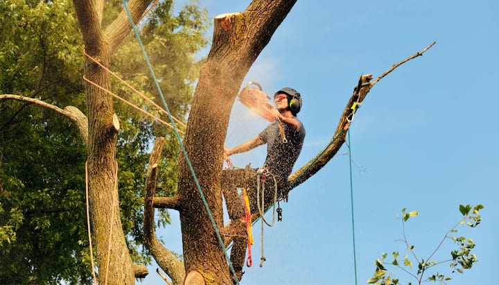 A tree trimming expert chopping down a tree in Augusta, GA.