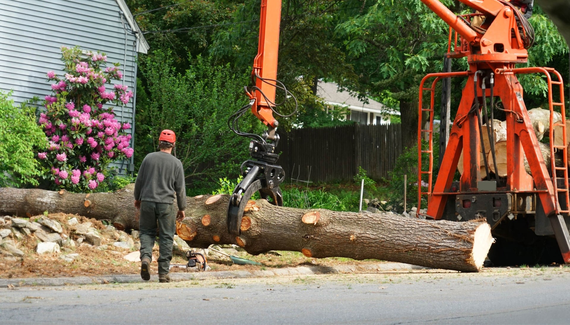 A tree knocked over by tree trimming professionals in Augusta, GA.