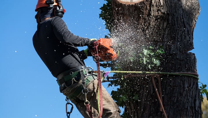 A tree trimming expert chopping a tree in Augusta, GA.